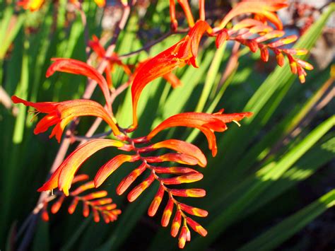 The wishbone flower plants are also known as a summer pansy. Free photo: Orange garden flower - Bloom, Nature, Tiny ...
