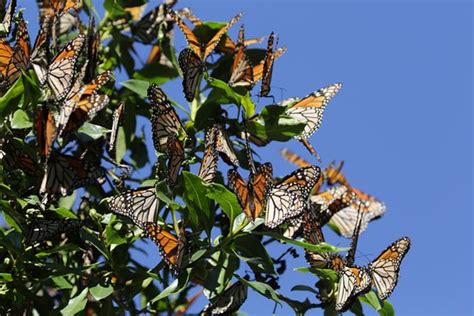 Monarch Butterfly Grove Pismo Beach 2021 Ce Quil Faut Savoir Pour