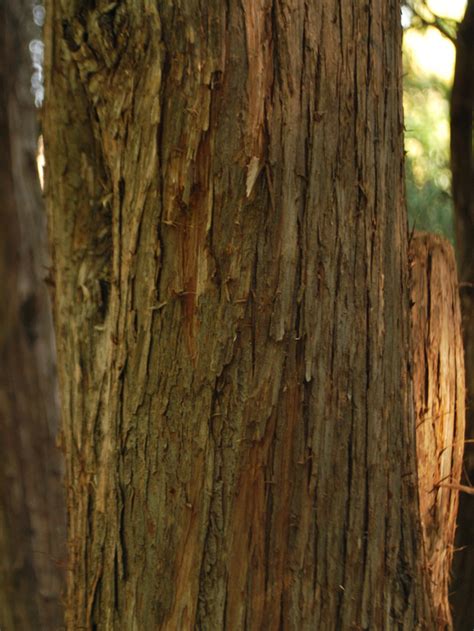 Basic Tree All Pictures | Tree Identification | Regional and Community