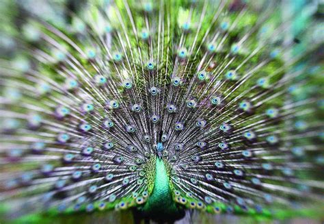 50 jenis burung langka dan unik dilengkapi dengan gambar asli. Cah Mbulu: Inilah Merak Jawa Hijau yang Kini Nyaris Punah