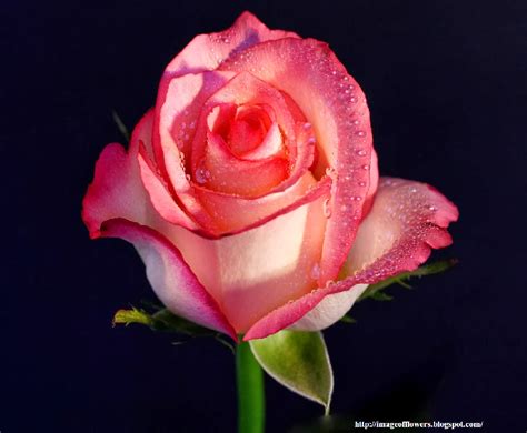 Beautiful rose flowers border vintage color filters, roses flower background for valentine, wedding card. Beautiful Flowers Picture | Download Free Flowers Photos ...