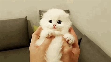 So Many Cute Kittens Will Rejoice Your Heart Youtube