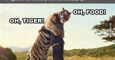 22 Badass Facts About Tiger Pictures Of Awesome And Facts