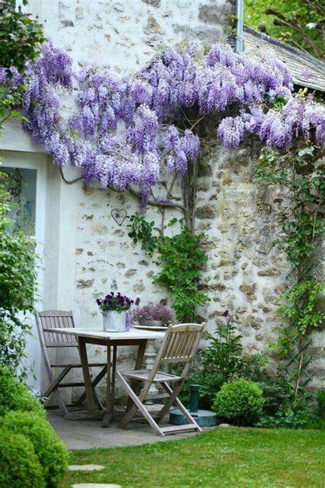 17 Best Images About Wisteria Glicine On Pinterest Gardens Park In
