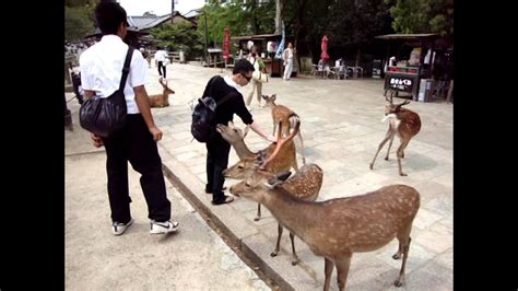 nara deer park japan bowing deer d youtube