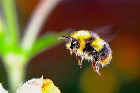 Bumble Bees Are Not Just For Killing Honey Bee Suite