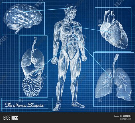 Human Blueprint Image And Photo Free Trial Bigstock