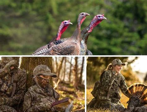 Gobble Up These Turkey Hunting Tips For Beginners