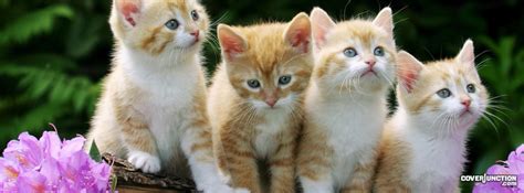 Yuva Sansar Cute Cats Facebook Covers For Timeline