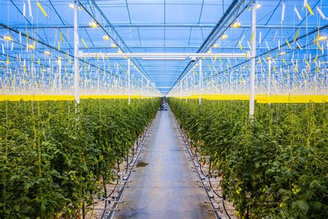 World First Tomato Greenhouses Bigger Than O2 Arena With One Near