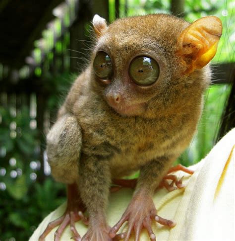 The Philippines Pearl Of The Orient Seas Philippines Tarsier