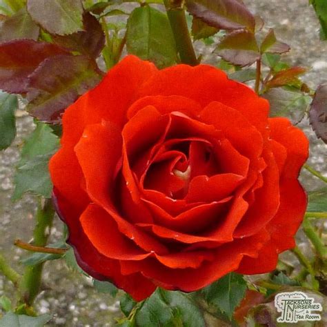 Buy Rosa Remembrance (Floribunda Rose) in the UK