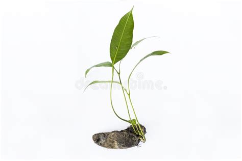 Mango Tree Seedling With Roots Stock Image Image Of Delicate