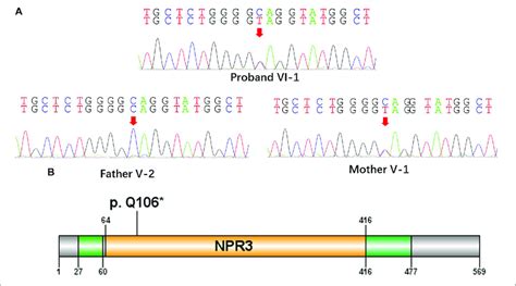 A Nonsense Mutation C316ct P Gln106 In The Nprl3 Gene A