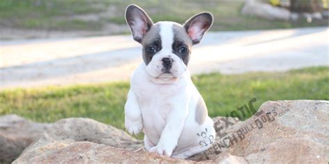 Rescue french bulldogs, houston, texas. French Bulldog Rescue Dallas - l2sanpiero