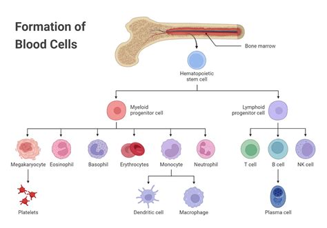 Blood Components Formation Functions Circulation