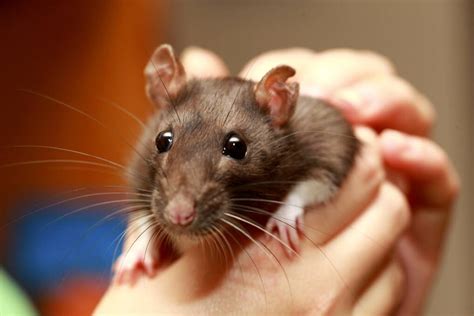 Make Our Pet Rat A Happy Rat Newcastle Herald Newcastle Nsw
