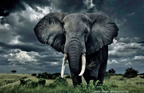 Impressive Elephant With Tusks The Animal Kingdom Pinterest