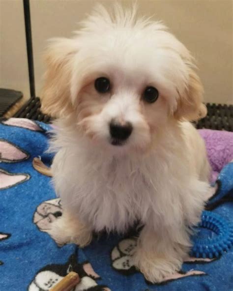 To communicate or ask something with the place, the phone number is. The Sweetest Girl! 🥰💜 Maltipoo 🐾 Price... - Bark Avenue Puppies