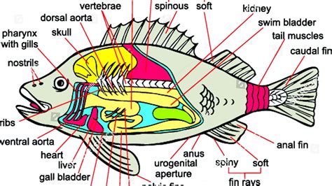 Anatomy Of A Fish Fish Choices