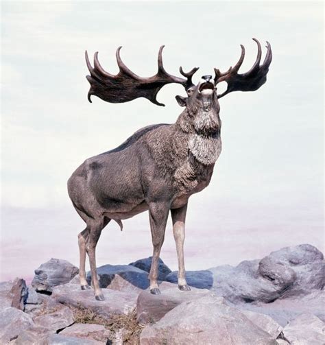 Irish Elk Giant Deer Megaloceros Stag Calling 1447945