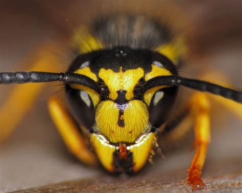 Stinging Insects Removal And Control In Virginia Bees Wasps Hornets
