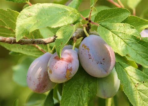 Fall season is planting time for fruit trees fall is planting time for fruit trees. Plums: Planting and Growing Plum Trees | The Old Farmer's ...