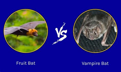 Fruit Bat Vs Vampire Bat A Z Animals