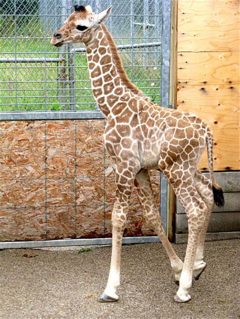 Double Giraffe Calves For The Binder Park Zoo Zooborns