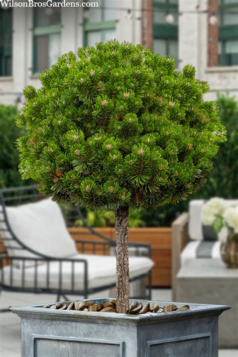 Buy Sherwood Compact Mugo Pine Topiary Tree Free Shipping Wilson