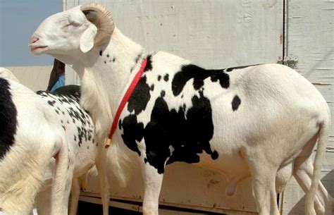 The decision to hold the festive. Dates de l'Aïd-el-Kébir (ou ʿÎd al-Adhâ) - Ferloo