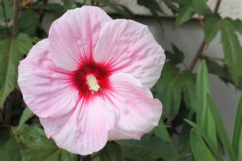 Images Gratuites Pétale Floraison Botanique Rose Flore Plante à