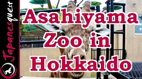 Asahiyama Zoo In Hokkaido Tour Video Japan Guide Youtube