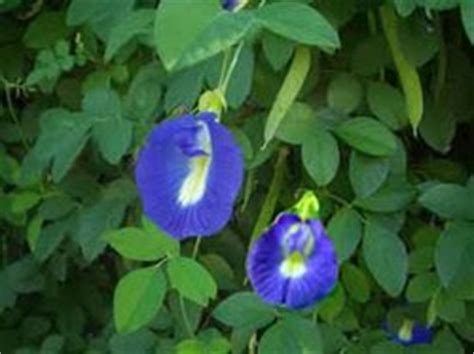 Flowers are apricot to salmon pink in color and form in terminal racemes. Herbal plants of Sri Lanka: Katarolu, Katarodu(Clitoria ...