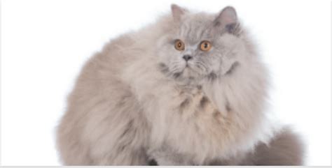 Whereas shorthairs are fluffy, silky, and downright cute, there is something very posh and wondrous about a. British Longhair Cat: All About Its Personality ...