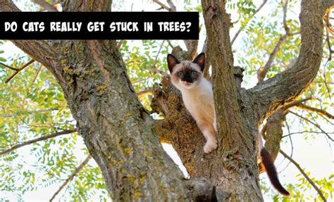 Do Cats Really Get Stuck In Trees Slimkitty