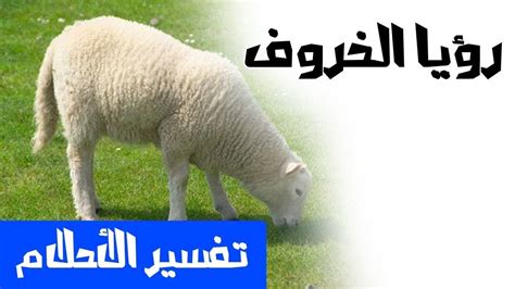 We did not find results for: ذبح الخروف في المنام , رؤية ذبح الخروف في الحلم عالم ستات