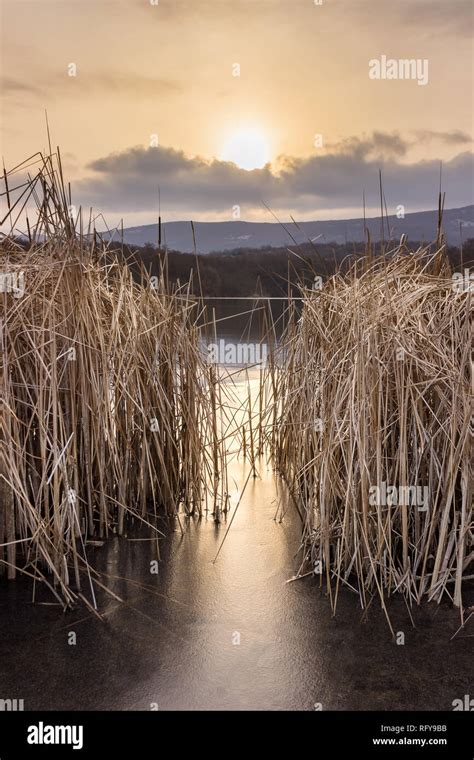 Setting Sun Shining Through Foreground Reeds And Dropping Golden Sun
