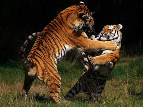 Tiger Vs Tiger Fight Listen The Roar Two Tigers Engage In