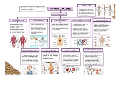 Mapa Conceptual Sistemas Y Aparatos Anatomia Docsity Udocz