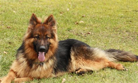 Es ist meine reise mit meinen hunden durch mein leben, erzählt von meinem trainingsmethoden, von meiner rudelhaltung. Welpen - Altdeutsche Schäferhunde