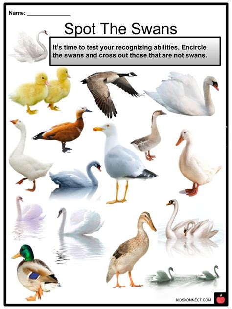 Swan Facts Worksheets Diet Habitat Mating And Life Cycle For Kids