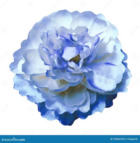 Watercolor Flower Peony White Blue On A White Isolated Background With