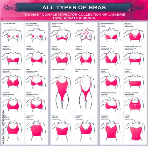 Types Of Bras The Most Complete Vector Collection Of Lingerie Stock