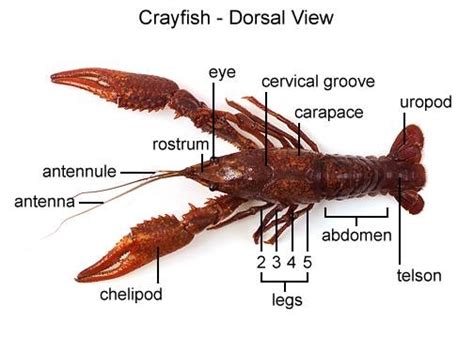 Crayfish Dissection - External Anatomy - Mrs. Castellucci