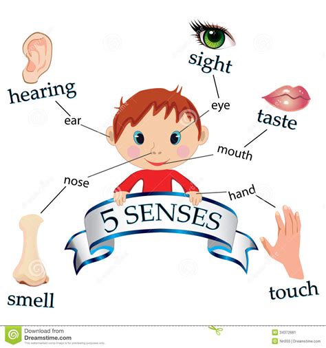 11 Five Senses Clip Art Preview Senses An Illust Hdclipartall