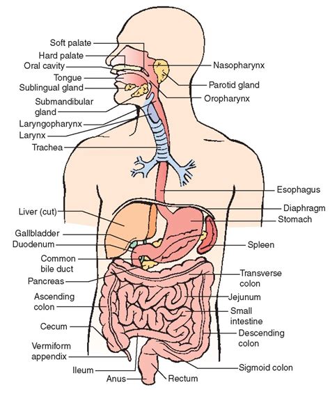 Of internal organs of a woman, diagram of internal organs on left side. Internal Organ Anatomy Diagram | Digestive system anatomy, Human body diagram