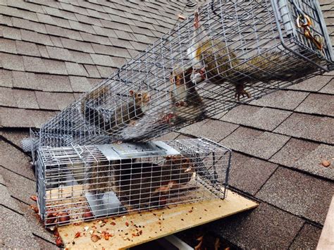 Best Time To Remove Squirrel Nest Photos