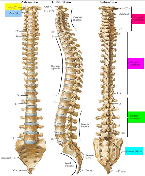 Da Quante Vertebre è Composta La Colonna Vertebrale - Spinal Cord Anatomy - Parts and Spinal Cord Functions