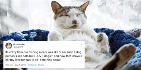 Funny Tweets Only Cat Owners Will Relate To Popsugar Uk Pets Photo 5